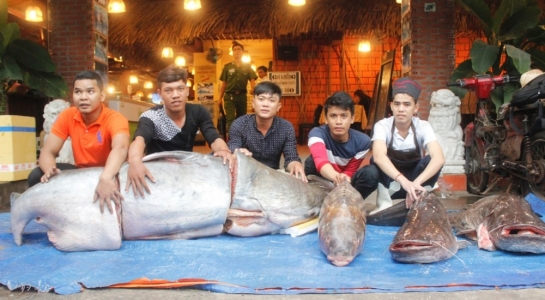 Bốn[-]cá[-]"khủng"[-]về[-]TP.HCM[-]khiến[-]người[-]dân[-]trầm[-]trồ